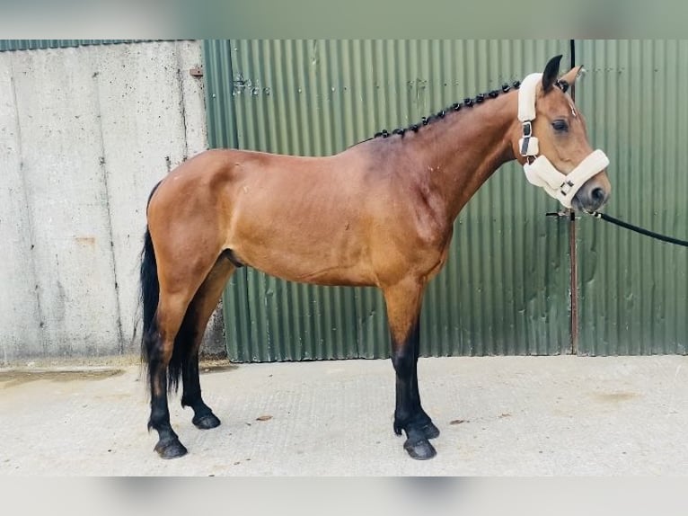Connemara Gelding 4 years 14,1 hh Brown-Light in Sligo