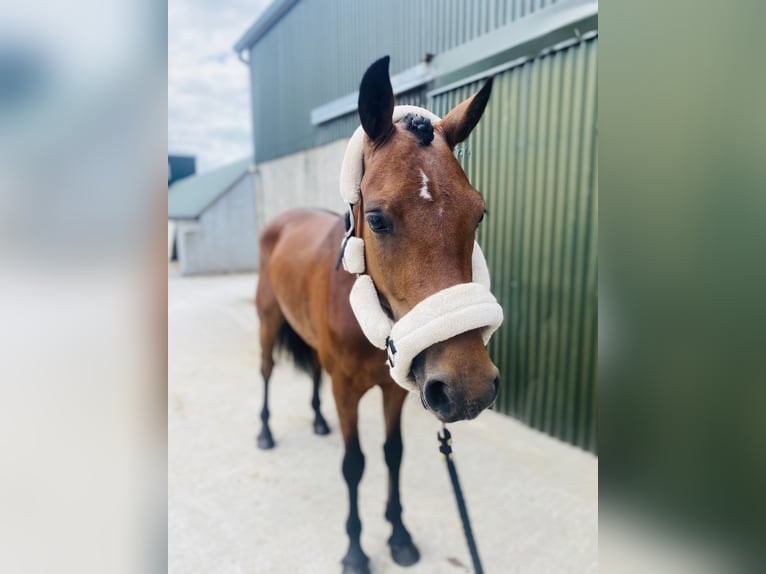 Connemara Gelding 4 years 14,1 hh Brown-Light in Sligo