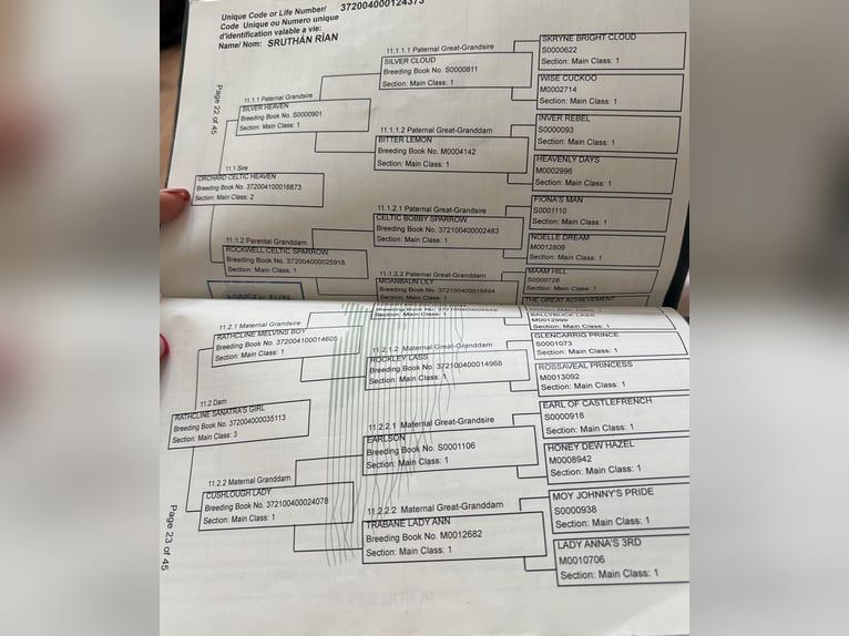 Connemara Gelding 4 years 14,1 hh Dun in Laois