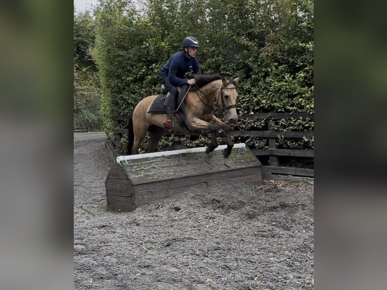 Connemara Gelding 4 years 14,1 hh Dun in Laois