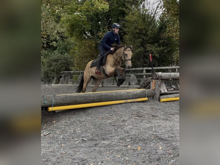 Connemara Gelding 4 years 14,1 hh Dun in Laois