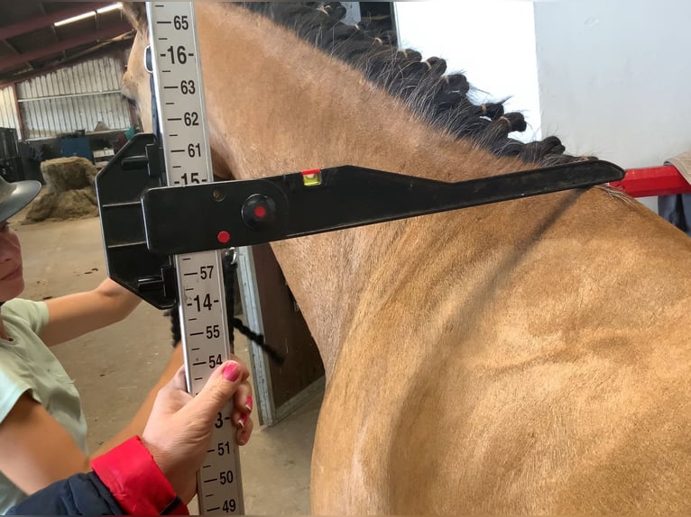 Connemara Gelding 4 years 14,1 hh Dun in Mountrath