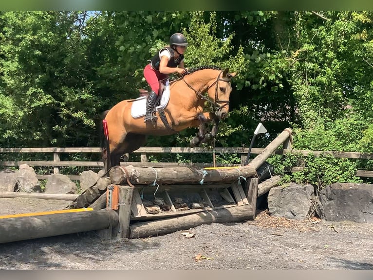 Connemara Gelding 4 years 14,1 hh Dun in Mountrath