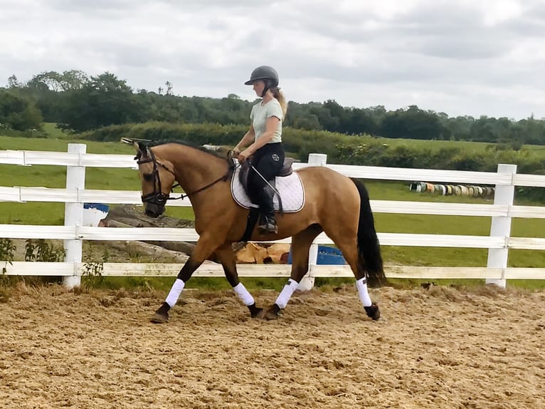 Connemara Gelding 4 years 14,1 hh Dun in Mountrath