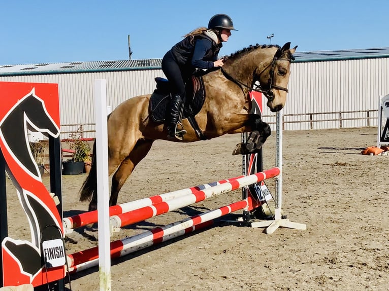 Connemara Gelding 4 years 14,1 hh Dun in Mountrath