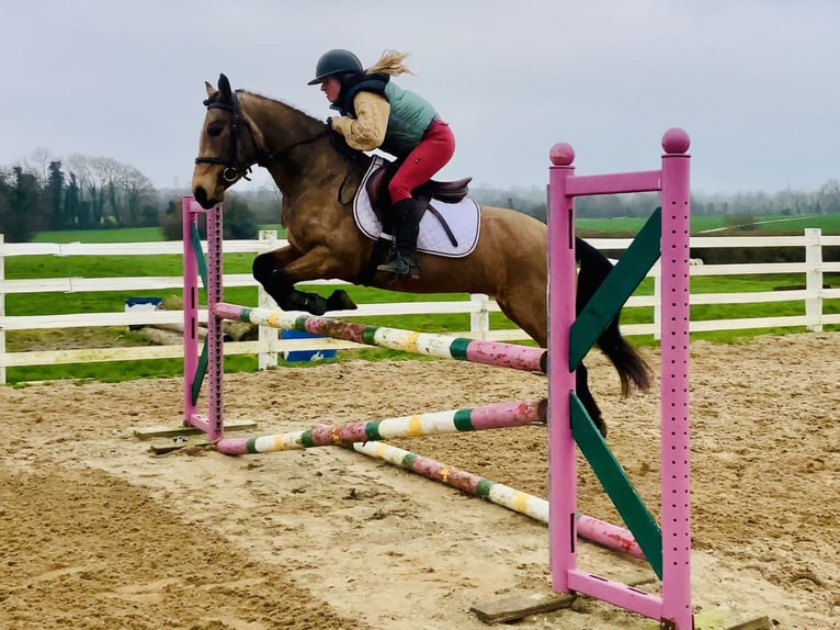 Connemara Gelding 4 years 14,1 hh Dun in Mountrath