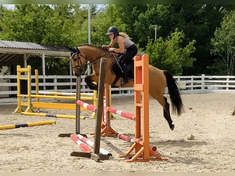 Connemara Gelding 4 years 14,1 hh Dun in Mountrath