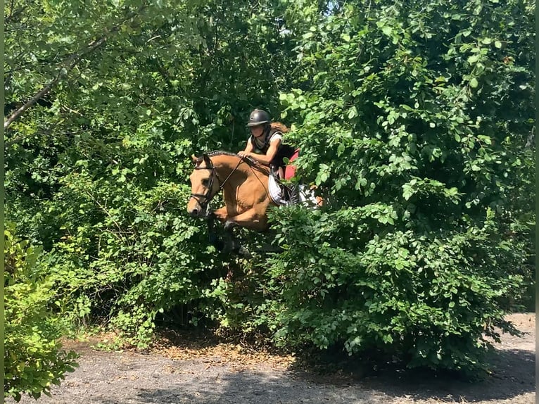 Connemara Gelding 4 years 14,1 hh Dun in Mountrath