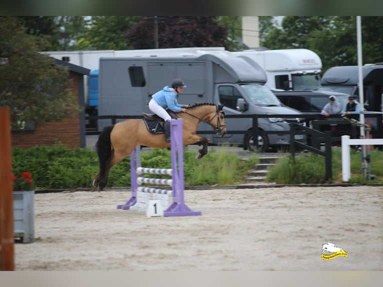 Connemara Gelding 4 years 14,1 hh Dun in Mountrath