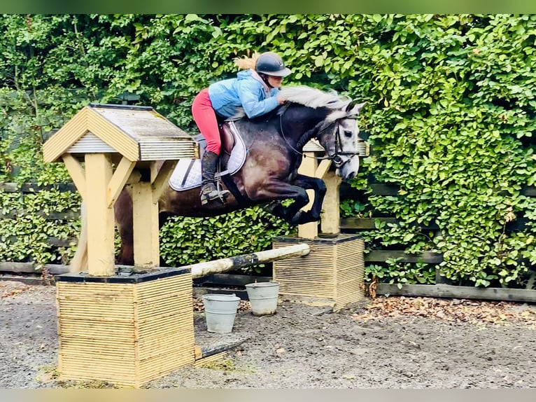 Connemara Gelding 4 years 14,1 hh Gray in Mountrath
