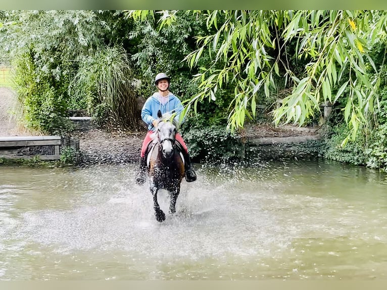 Connemara Gelding 4 years 14,1 hh Gray in Mountrath