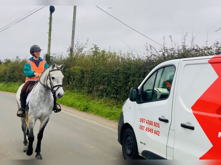 Connemara Gelding 4 years 14,1 hh Grey in Mountrath