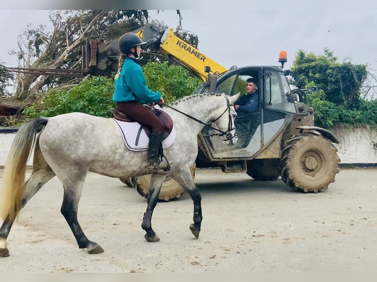 Connemara Gelding 4 years 14,1 hh Grey in Mountrath