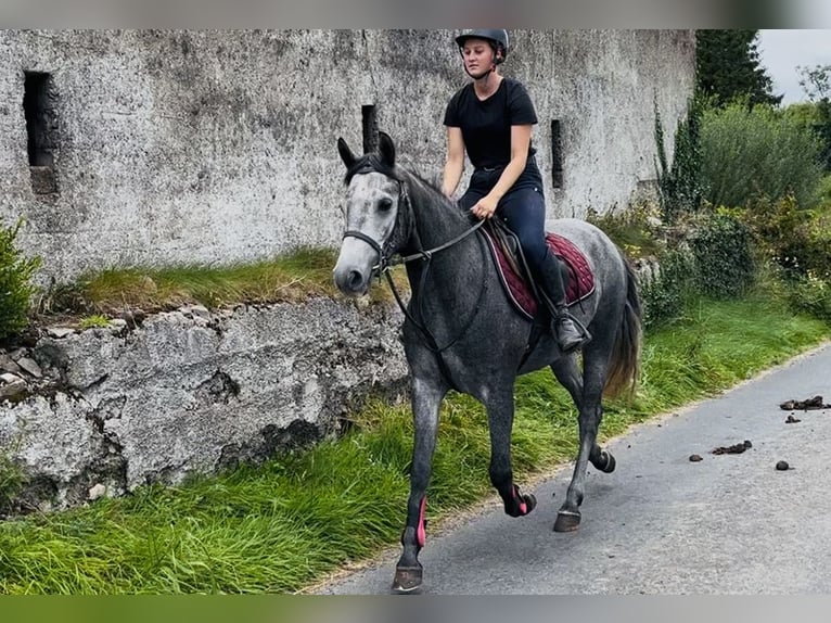 Connemara Gelding 4 years 14,1 hh Grey in Sligo