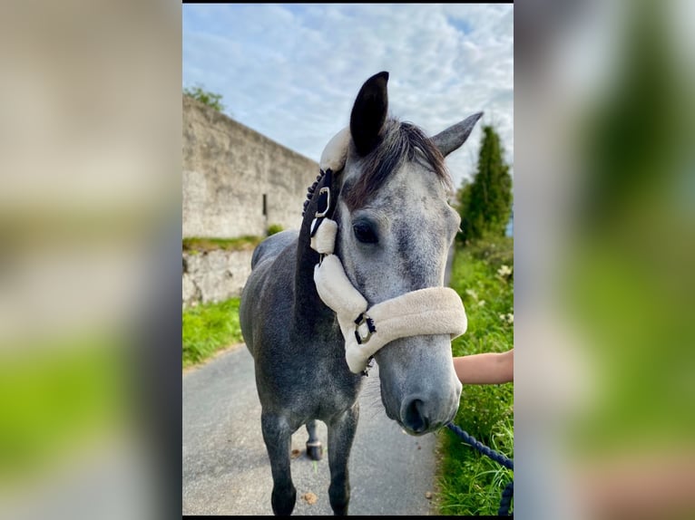 Connemara Gelding 4 years 14,1 hh Grey in Sligo