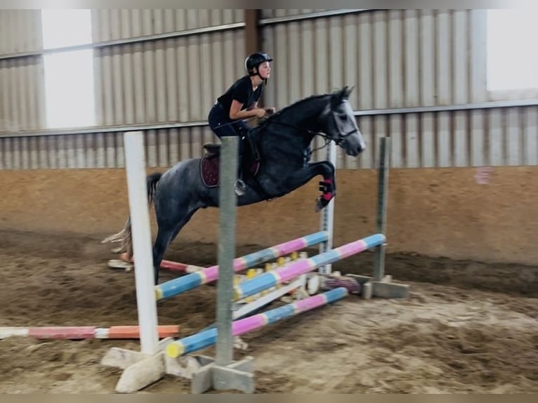 Connemara Gelding 4 years 14,1 hh Grey in Sligo