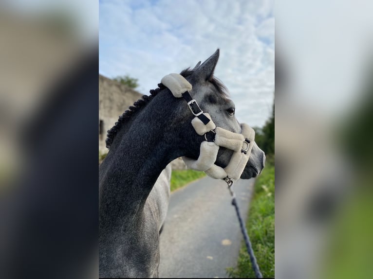 Connemara Gelding 4 years 14,1 hh Grey in Sligo
