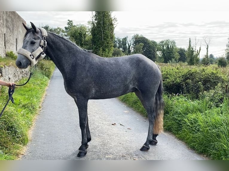 Connemara Gelding 4 years 14,1 hh Grey in Sligo