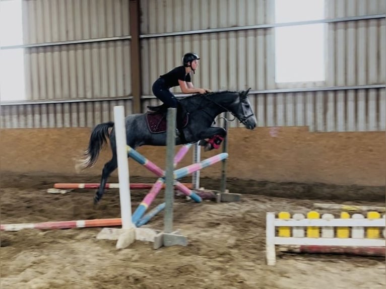 Connemara Gelding 4 years 14,1 hh Grey in Sligo