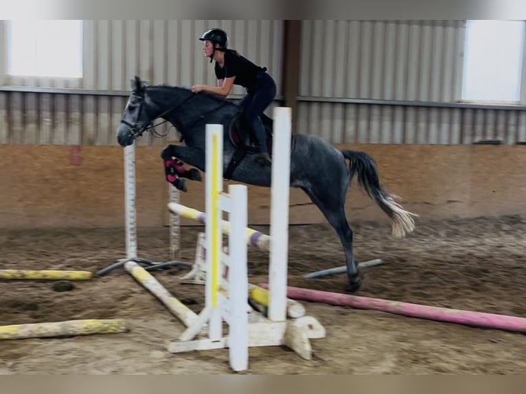 Connemara Gelding 4 years 14,1 hh Grey in Sligo