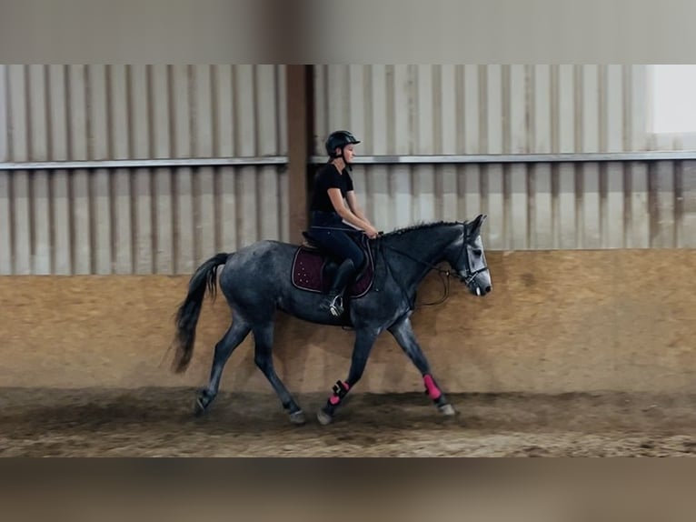 Connemara Gelding 4 years 14,1 hh Grey in Sligo