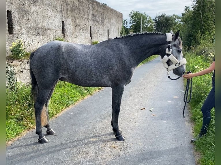 Connemara Gelding 4 years 14,1 hh Grey in Sligo