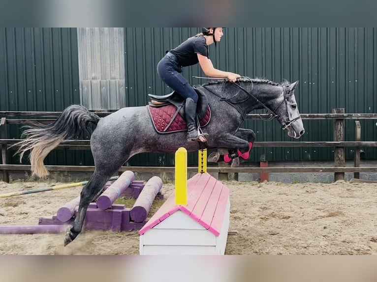 Connemara Gelding 4 years 14,1 hh Grey in Sligo