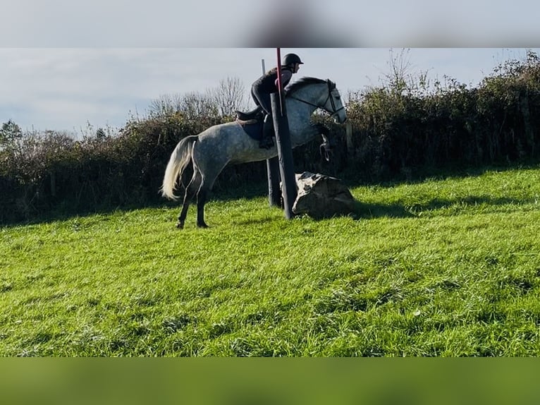 Connemara Gelding 4 years 14,1 hh Grey in Sligo
