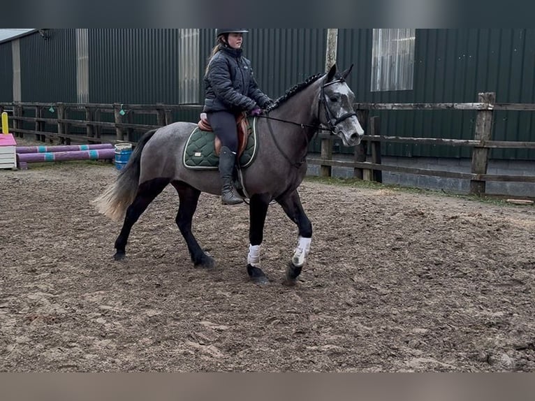 Connemara Gelding 4 years 14,1 hh Grey in Sligo