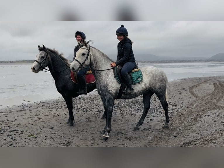 Connemara Gelding 4 years 14,1 hh Grey in Sligo