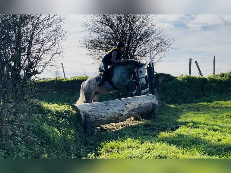 Connemara Gelding 4 years 14,1 hh Grey in Sligo