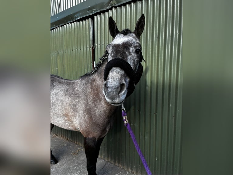 Connemara Gelding 4 years 14,1 hh Grey in Sligo
