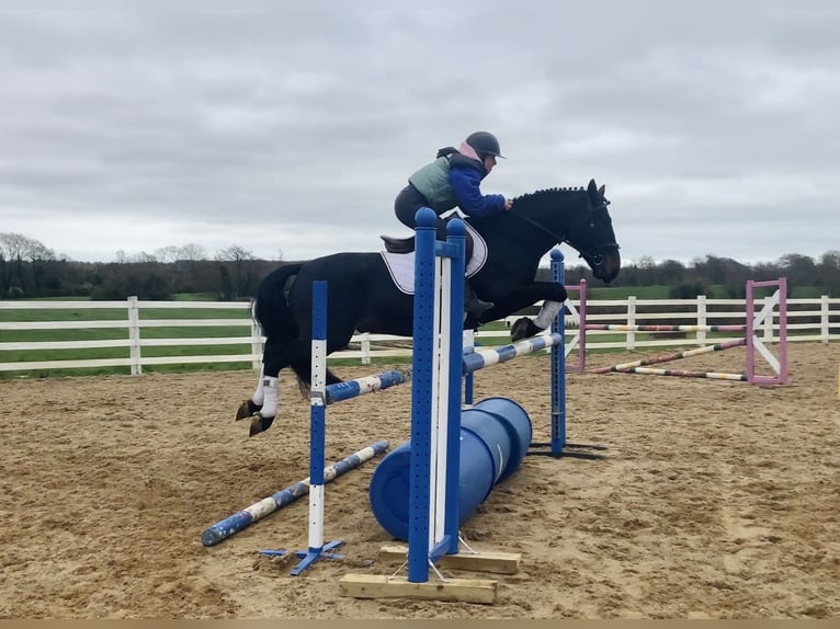 Connemara Gelding 4 years 14,2 hh Black in Mountrath