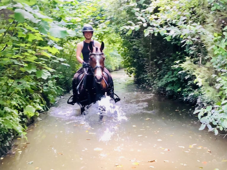 Connemara Gelding 4 years 14,2 hh Brown in Mountrath