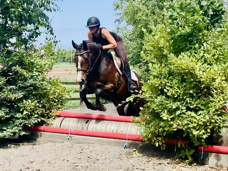 Connemara Gelding 4 years 14,2 hh Brown in Mountrath