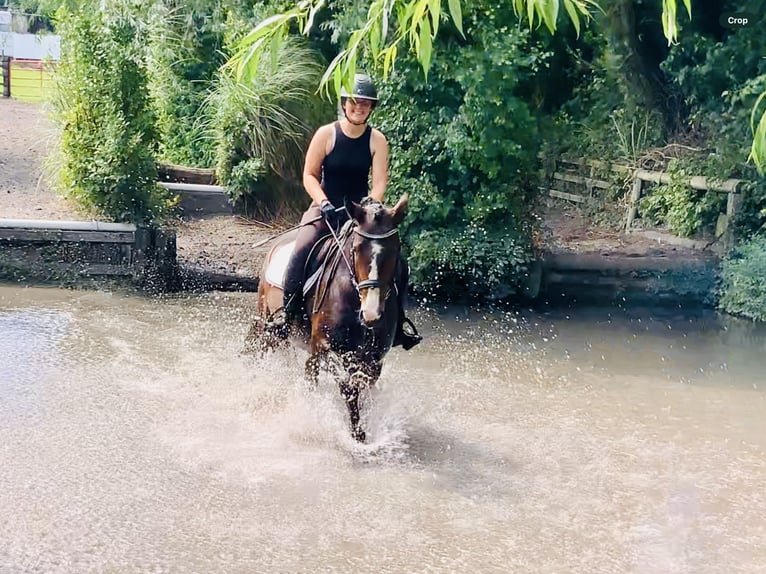 Connemara Gelding 4 years 14,2 hh Brown in Mountrath
