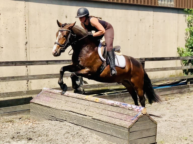 Connemara Gelding 4 years 14,2 hh Brown in Mountrath