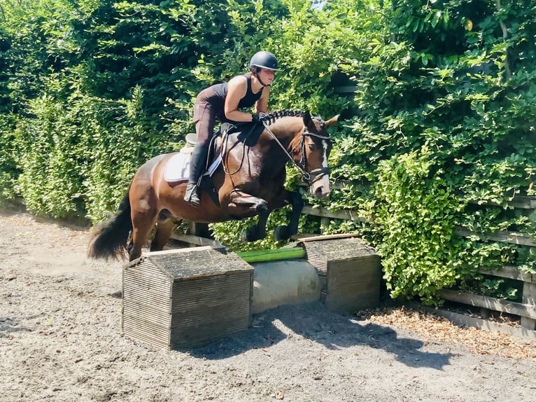 Connemara Gelding 4 years 14,2 hh Brown in Mountrath