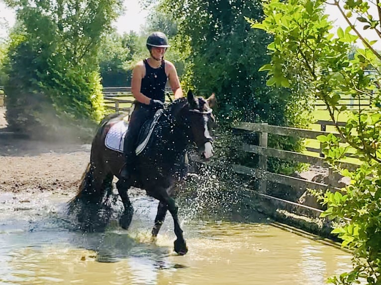 Connemara Gelding 4 years 14,2 hh Brown in Mountrath