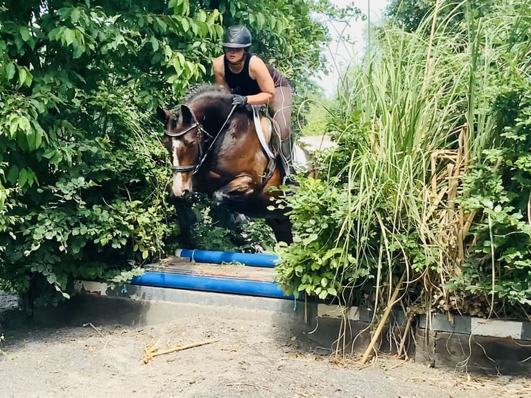 Connemara Gelding 4 years 14,2 hh Brown in Mountrath