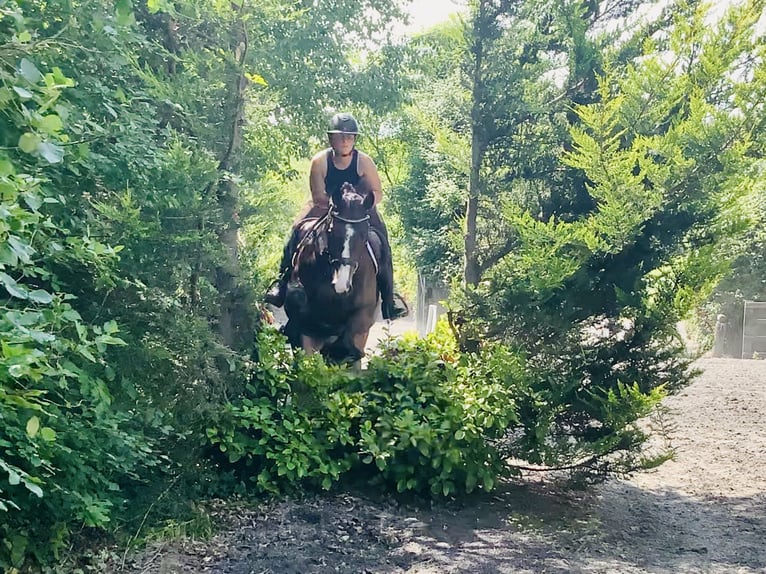 Connemara Gelding 4 years 14,2 hh Brown in Mountrath