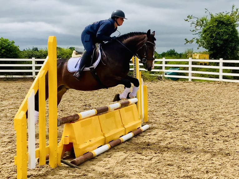 Connemara Gelding 4 years 14,2 hh Brown in Mountrath