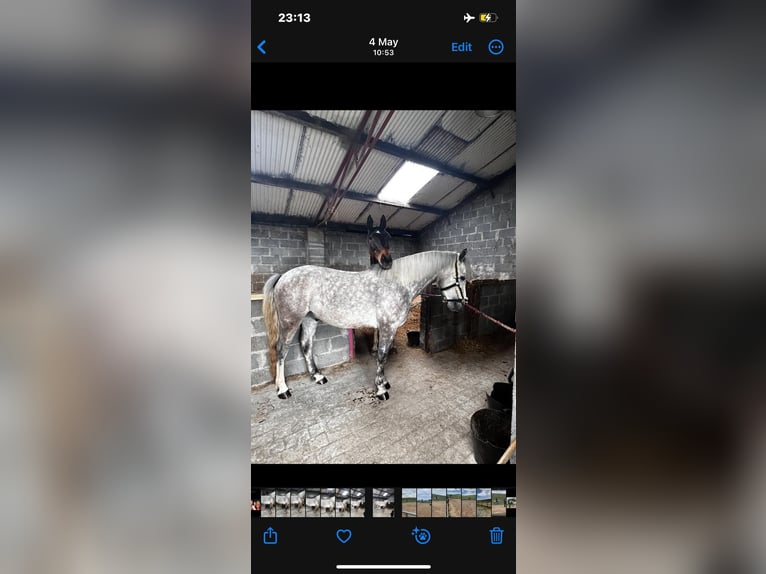 Connemara Gelding 4 years 14,2 hh Grey-Dapple in Mayo