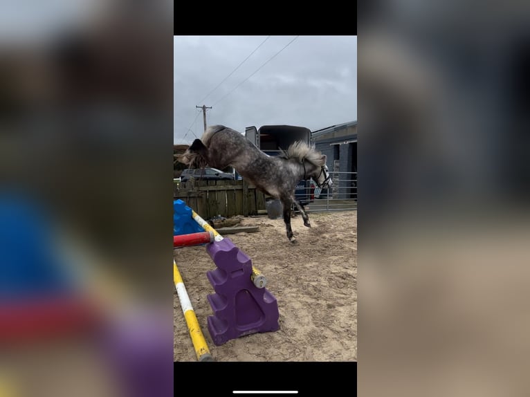 Connemara Gelding 4 years 14,2 hh Grey-Dapple in Mayo