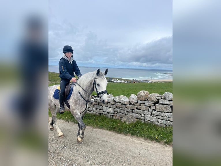 Connemara Gelding 4 years 14,2 hh Grey-Dapple in Mayo