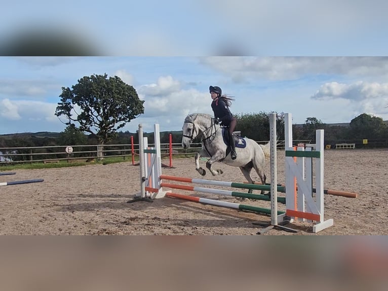 Connemara Gelding 4 years 14,2 hh Grey-Dapple in Mayo