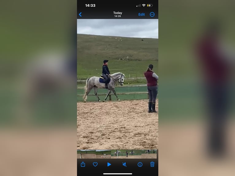 Connemara Gelding 4 years 14,2 hh Grey-Dapple in Mayo