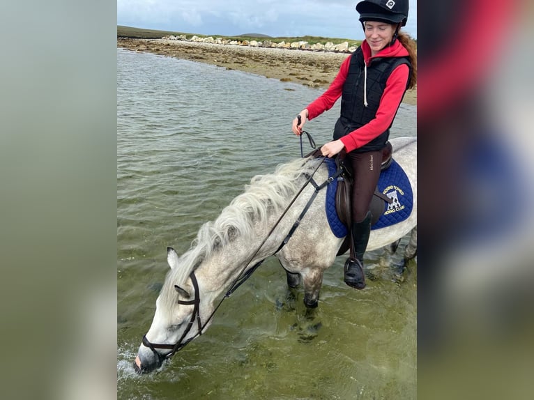 Connemara Gelding 4 years 14,2 hh Grey-Dapple in Mayo