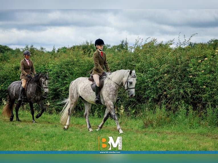Connemara Gelding 4 years 14,2 hh Grey-Dapple in Mayo