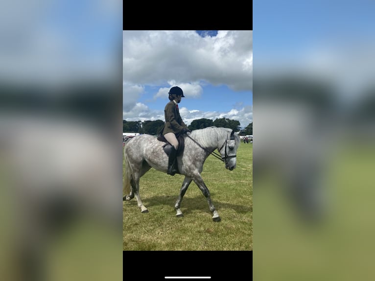 Connemara Gelding 4 years 14,2 hh Grey-Dapple in Mayo